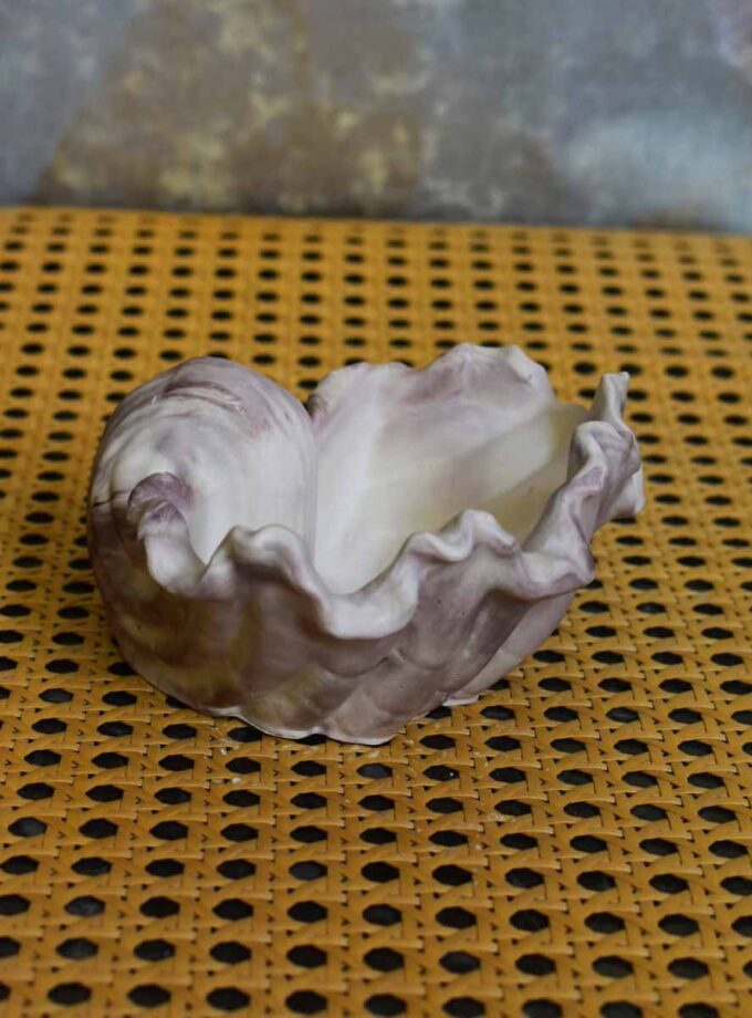 Conch Shell