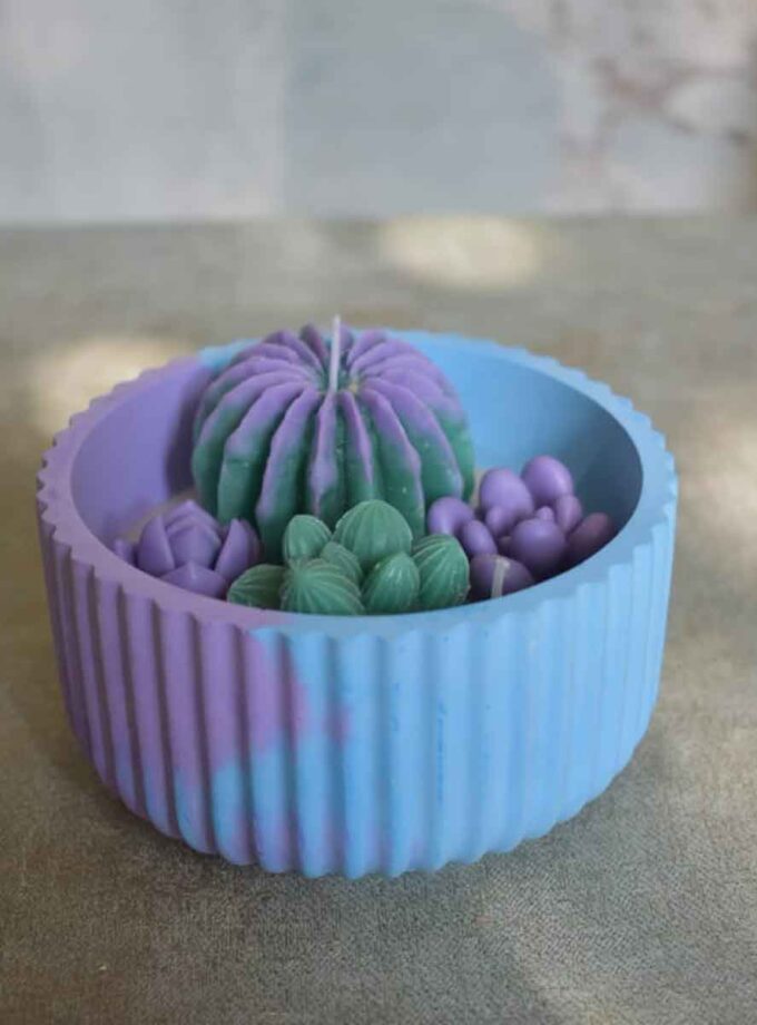 Cactus Calm