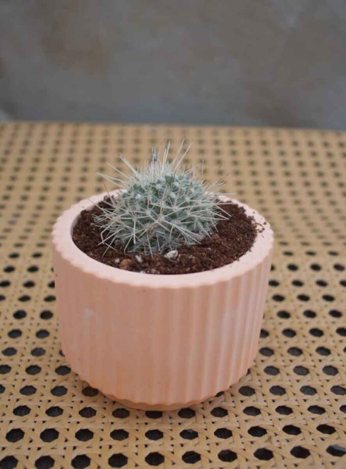 Morgan’s Mammillaria