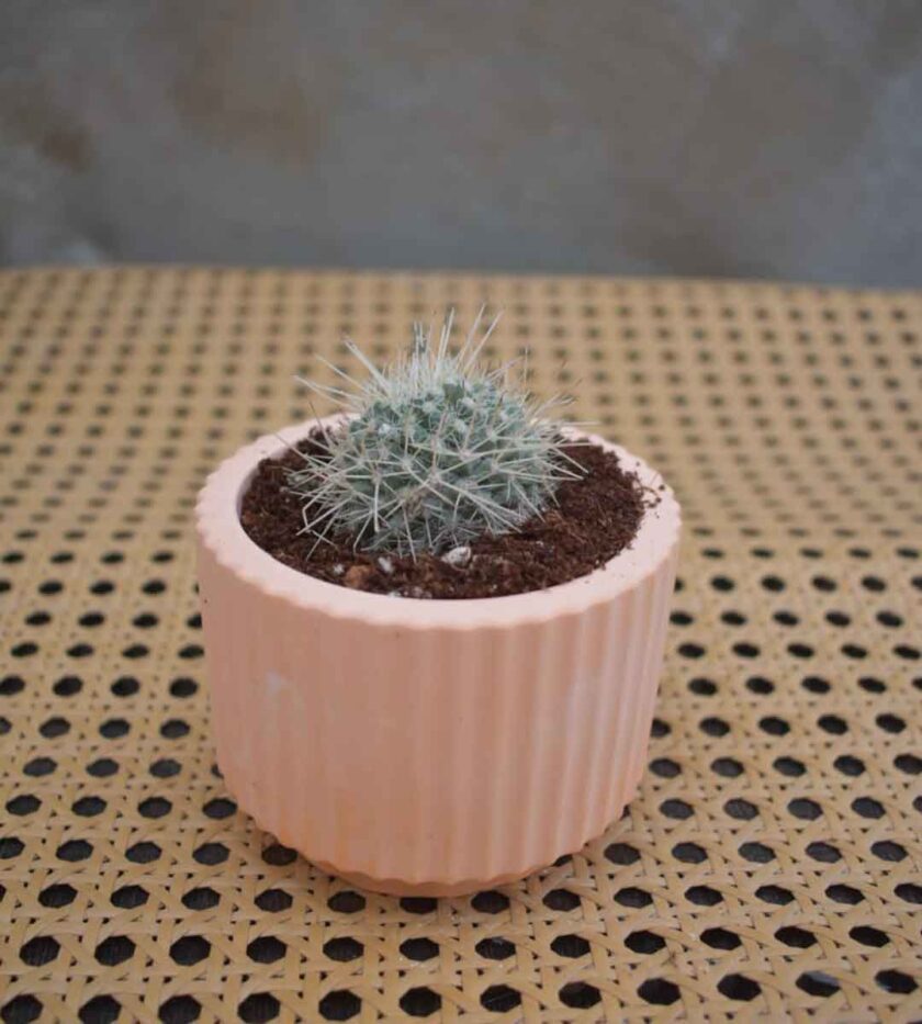 Morgan’s Mammillaria