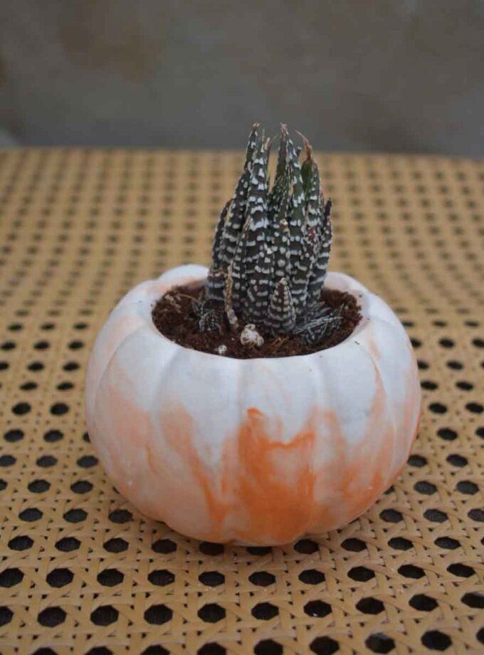 Haworthia Zebra Wart