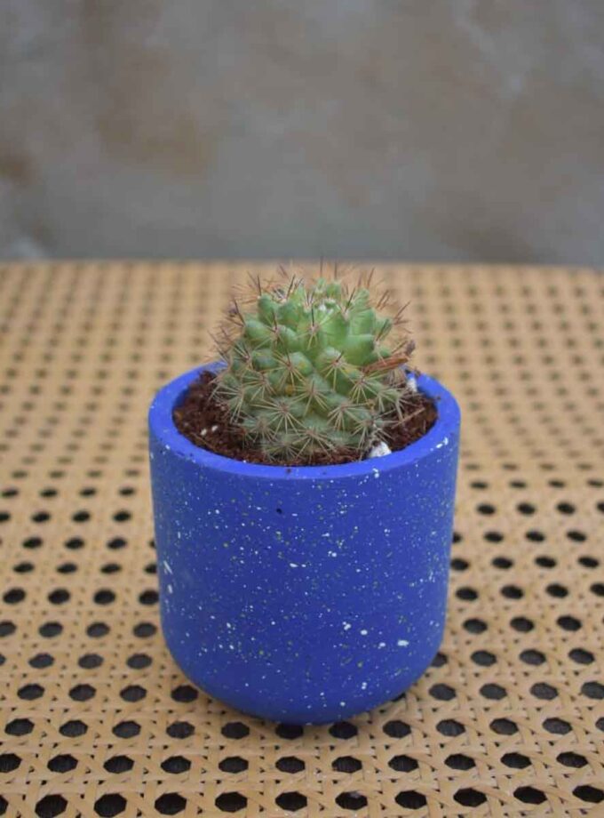 Mammillaria Cactus