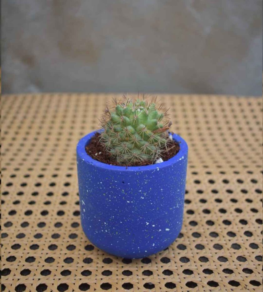 Mammillaria Cactus