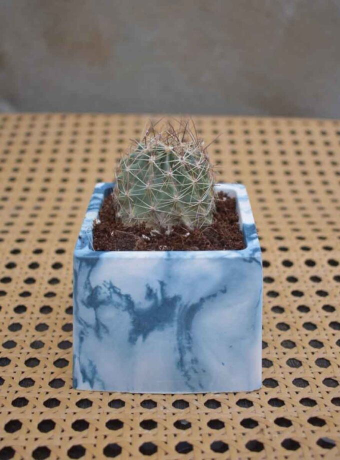 Thelocactus