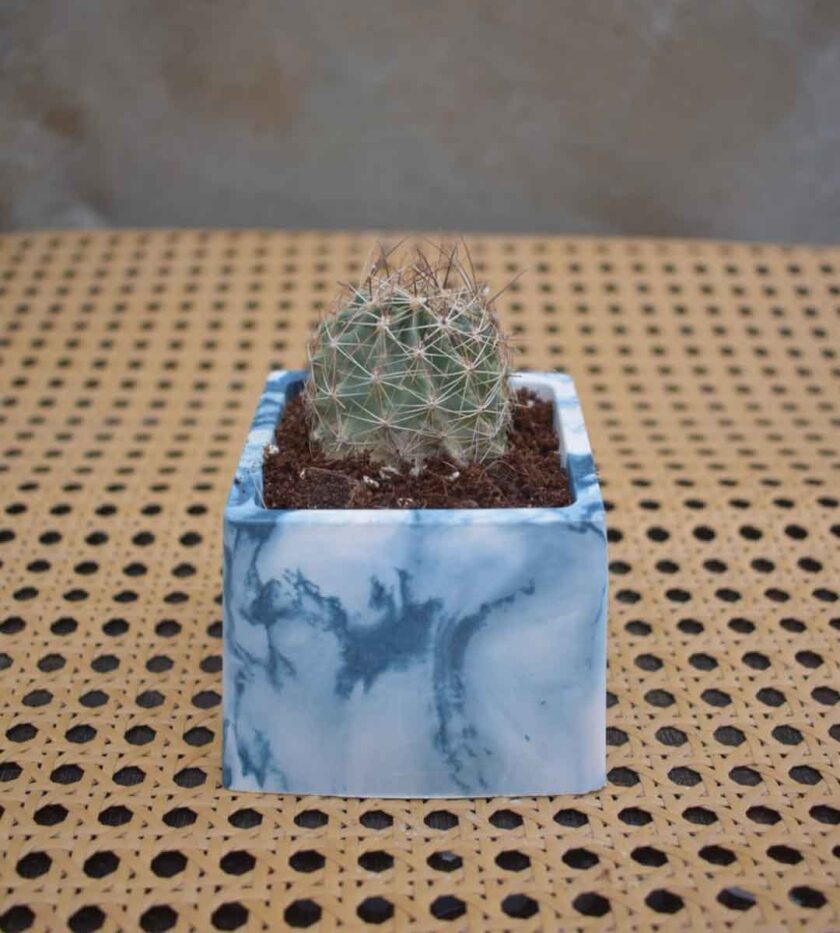 Thelocactus