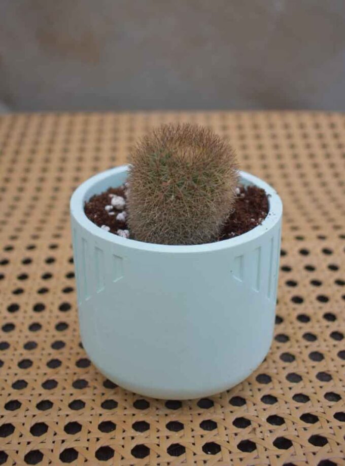 Notocactus