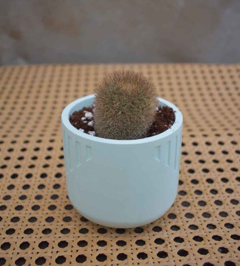 Notocactus
