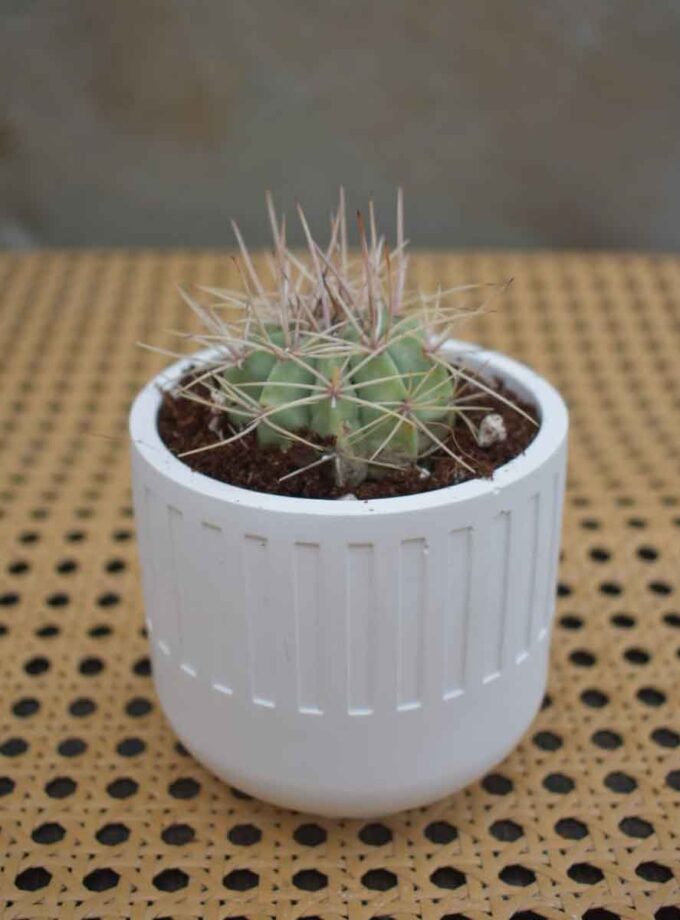Turk’s Cap Cactus