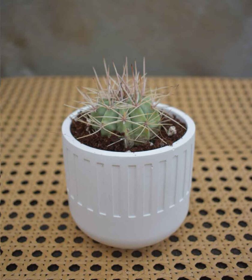 Turk’s Cap Cactus