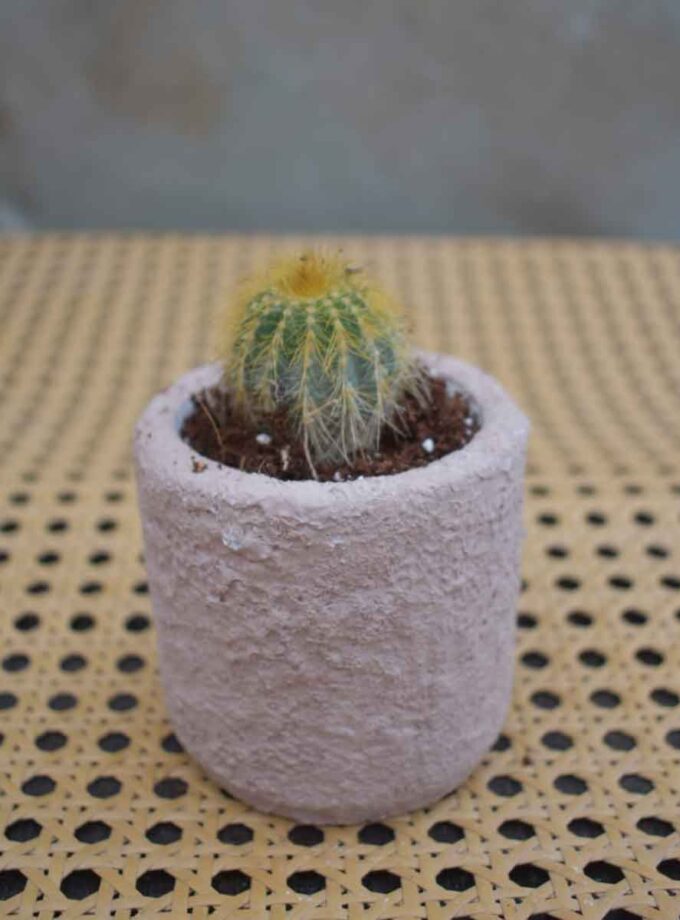 Notocactus Clump