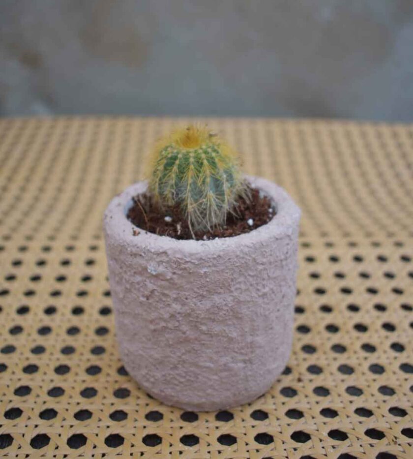 Notocactus Clump