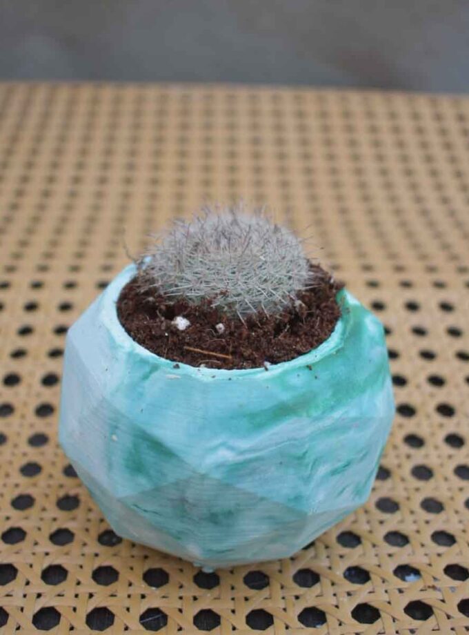 Old Lady Cactus