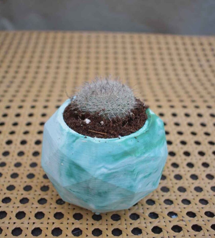 Old Lady Cactus
