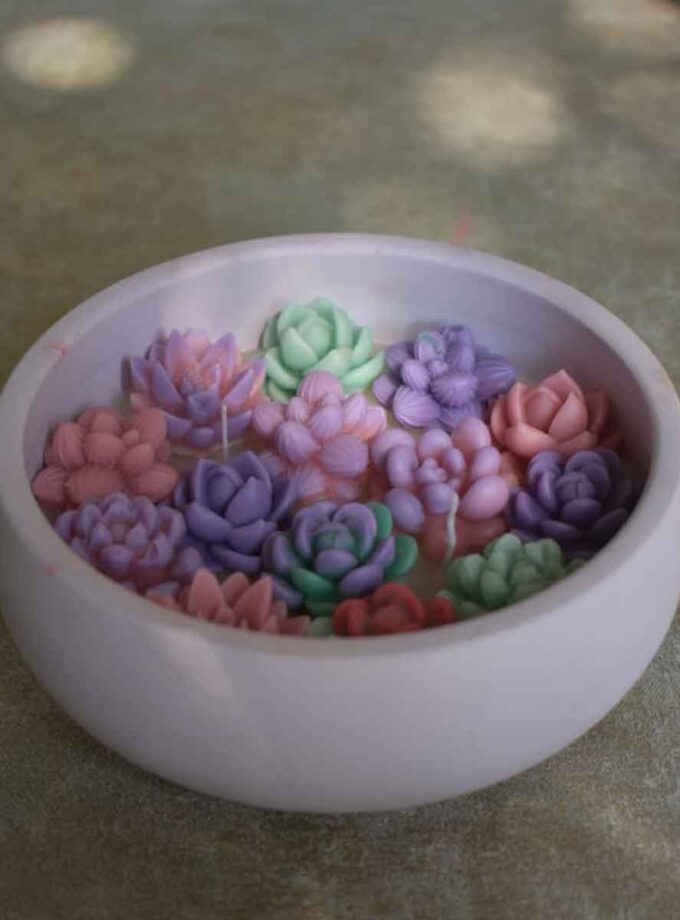 Succulent Sanctuary