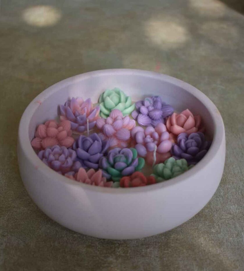 Succulent Sanctuary