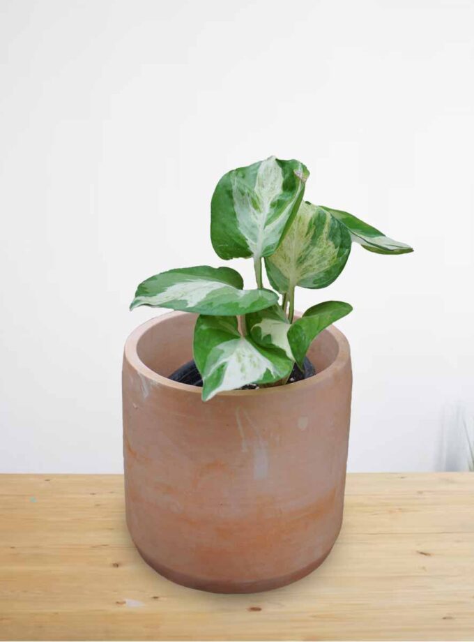 Manjula Pothos