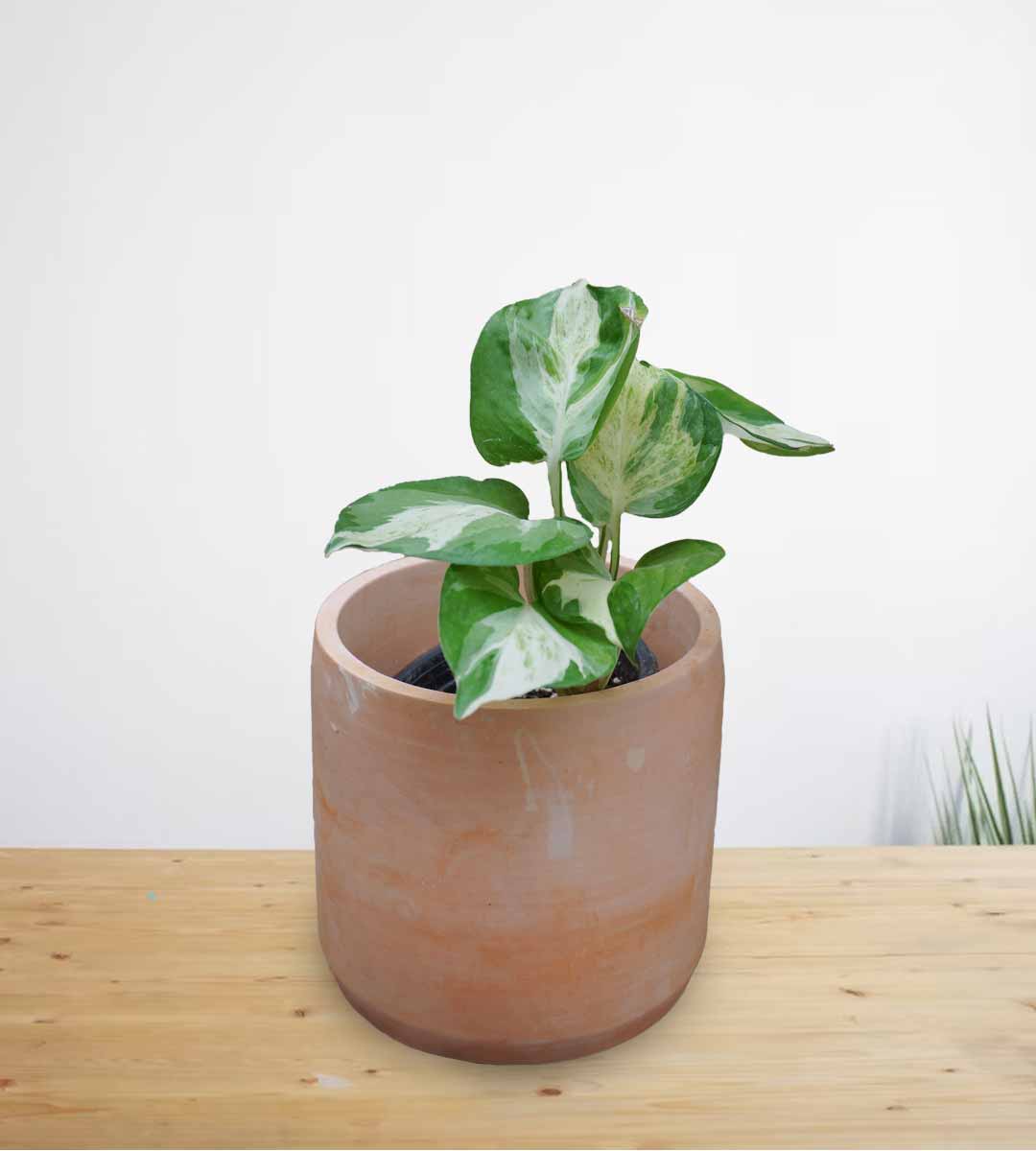 Manjula Pothos