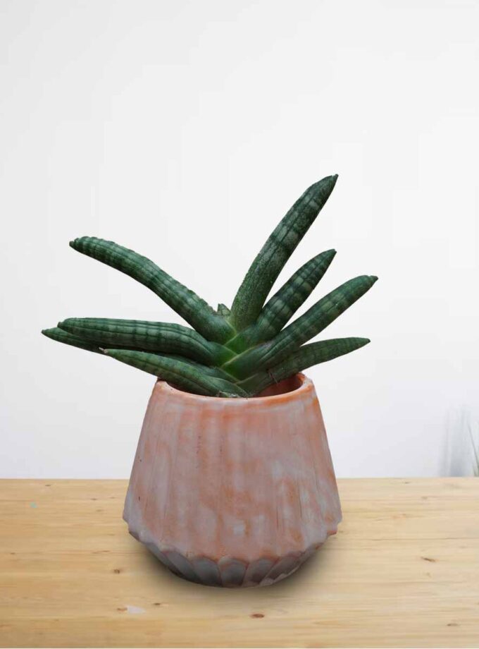 Starfish Snake Plant