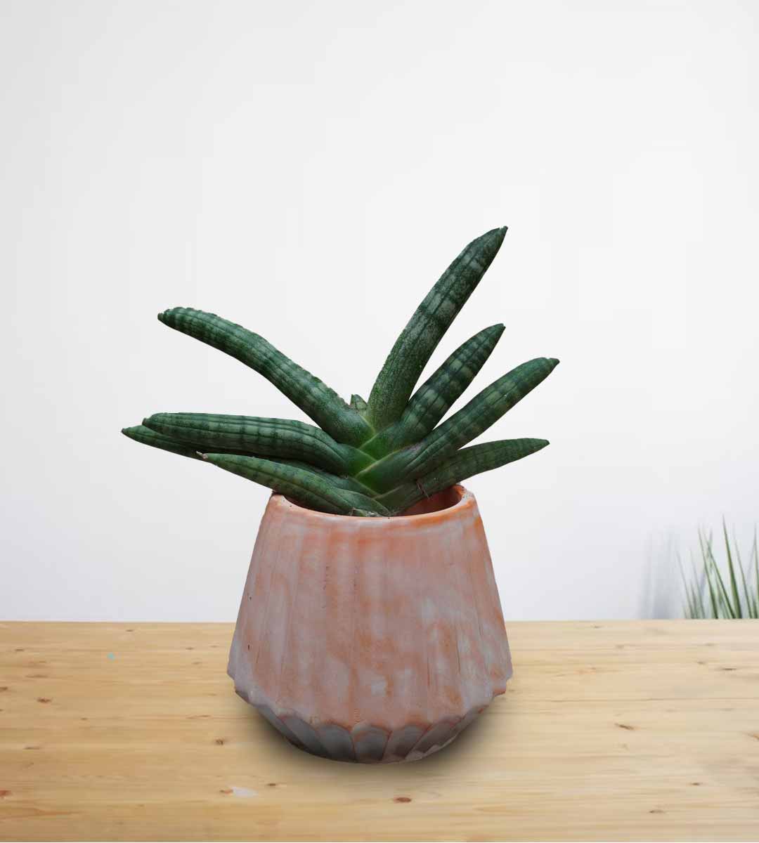 Starfish Snake Plant