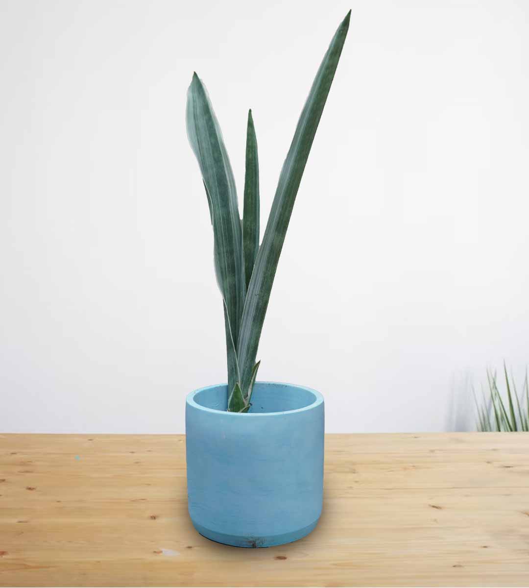 Snake Plant 'Metallica'