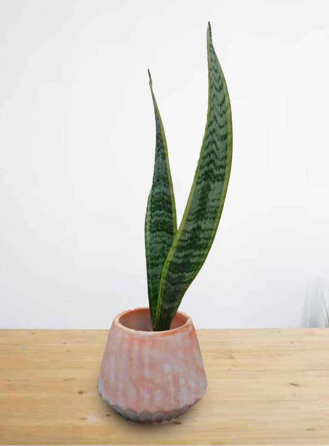 Snake Plant / Mother-in-Law’s Tongue