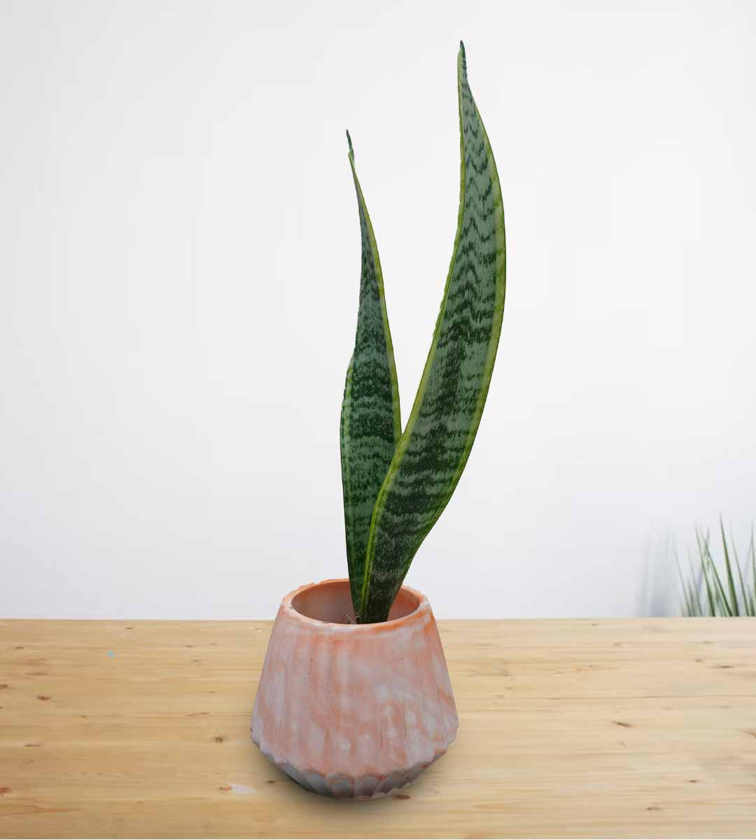 Snake Plant / Mother-in-Law’s Tongue