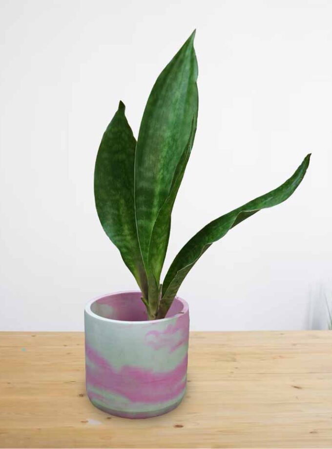 Sansevieria Jaboa