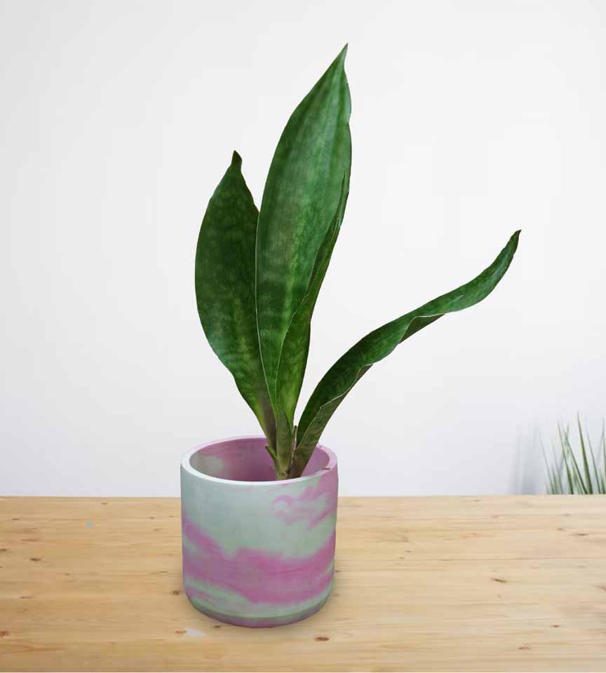 Sansevieria Jaboa