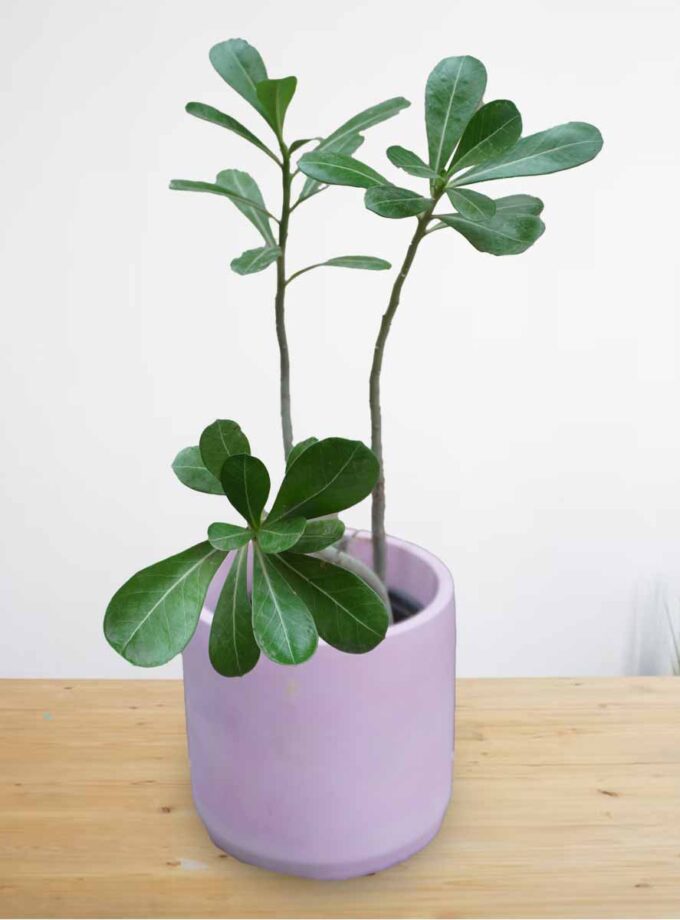 Adenium Plant (Desert Rose)