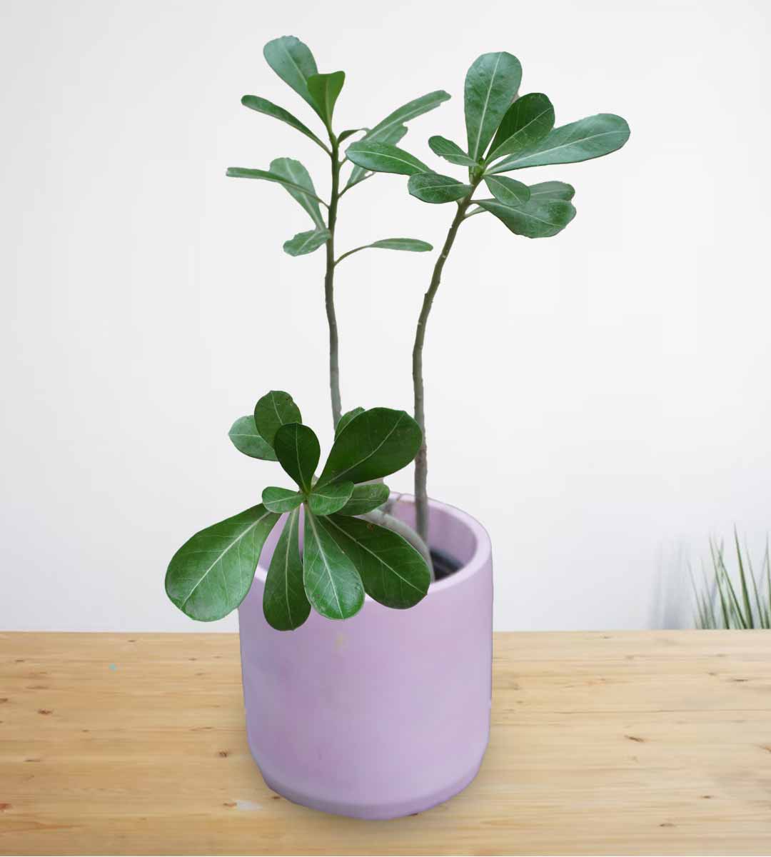 Adenium Plant (Desert Rose)