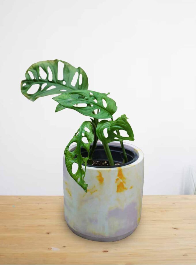 Monstera Adansonii