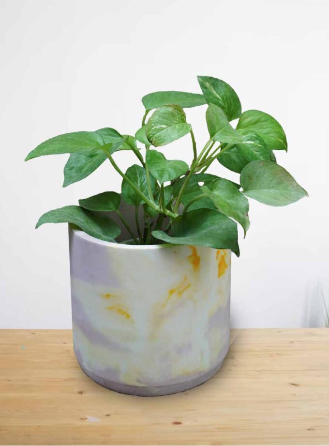 Pothos Plant (Epipremnum aureum)