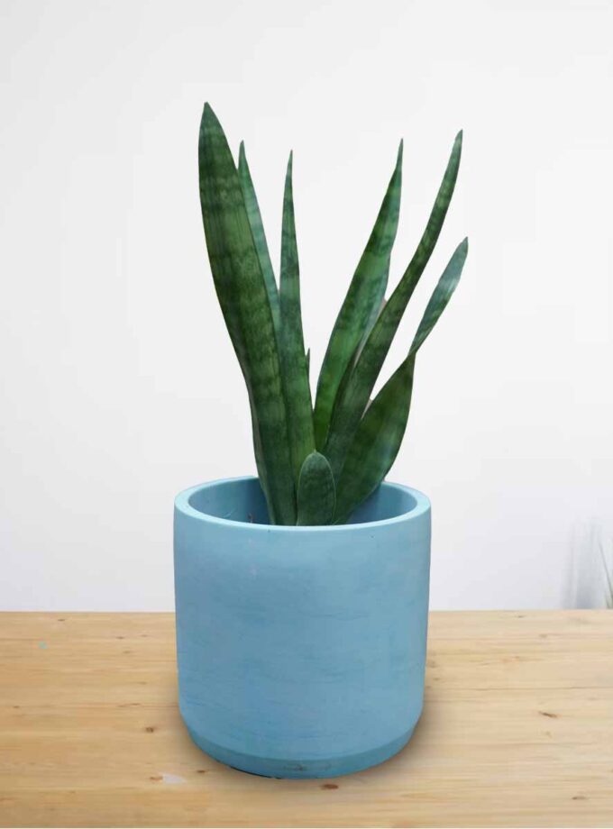 Snake Plant