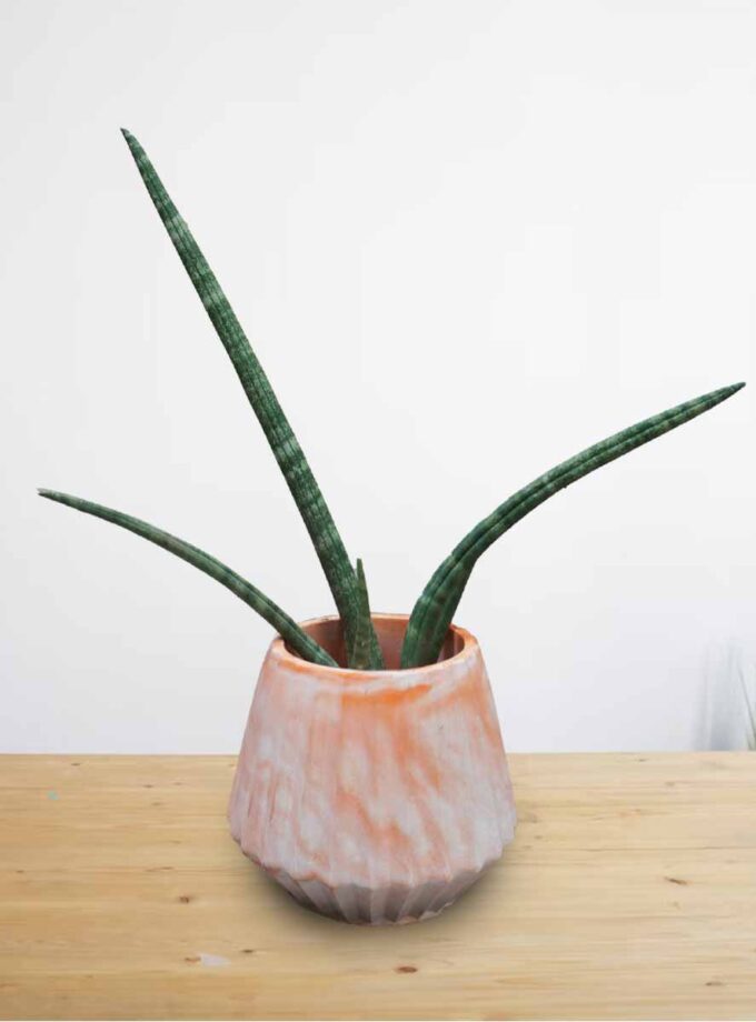 Snake Plant Cylindrical