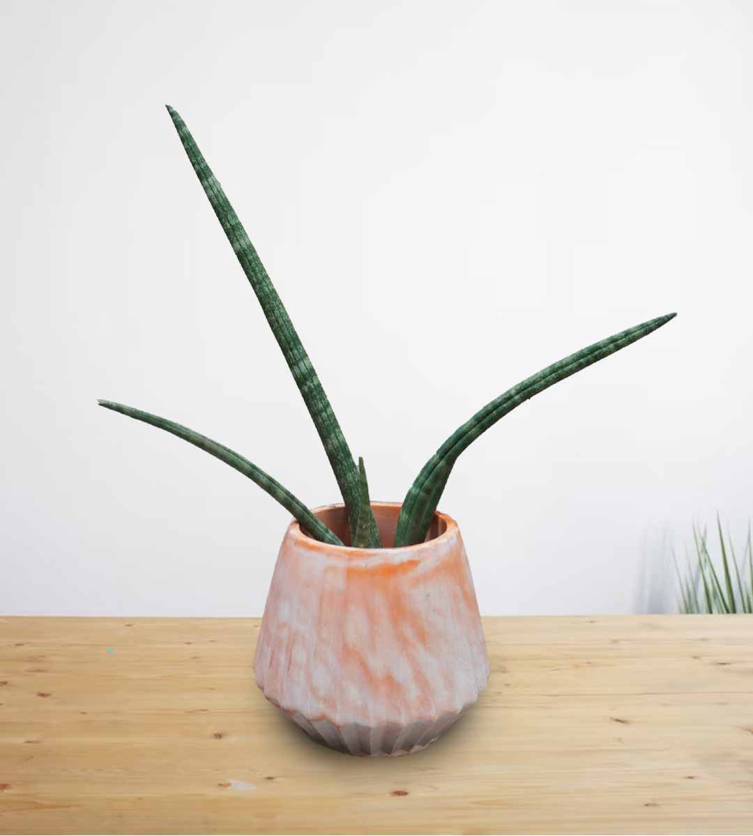 Snake Plant Cylindrical