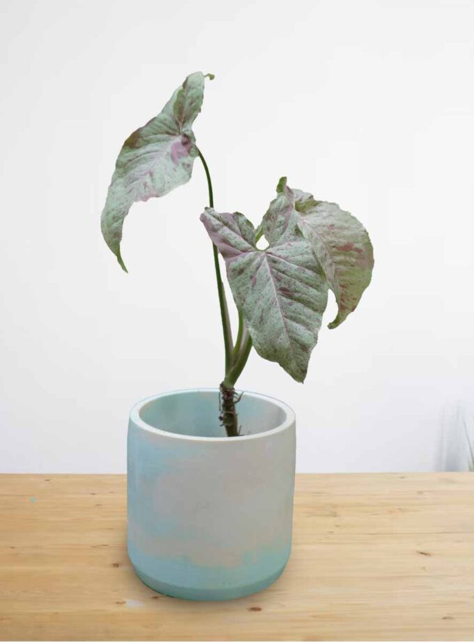 Syngonium Milk Confetti