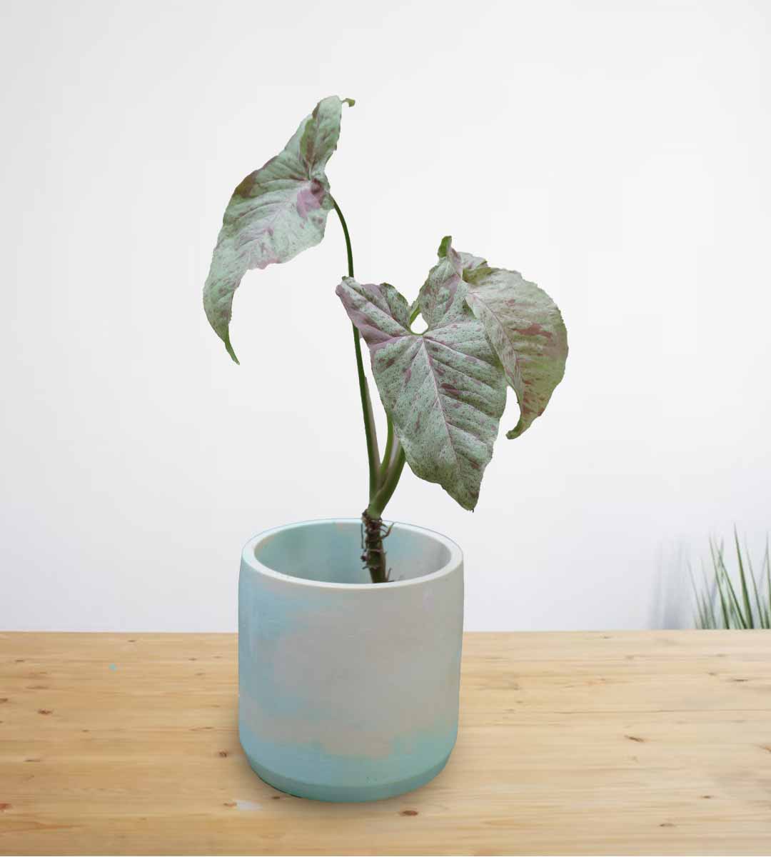 Syngonium Milk Confetti