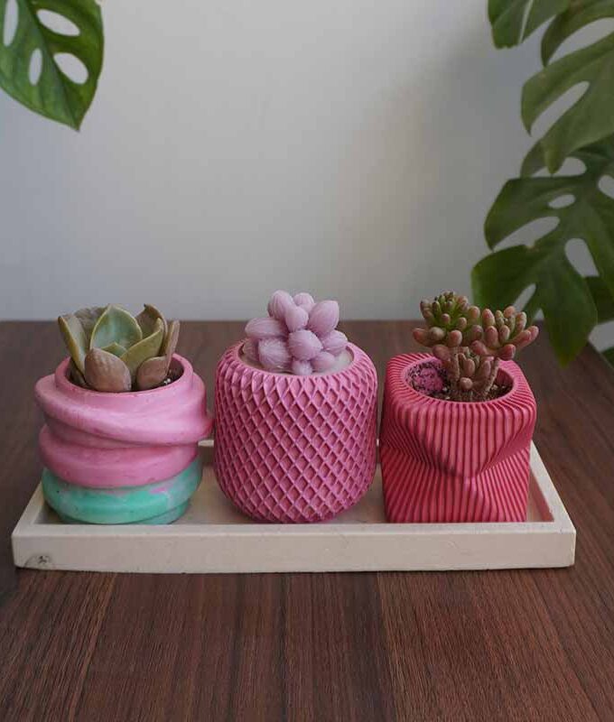 Succulent Value Set 1