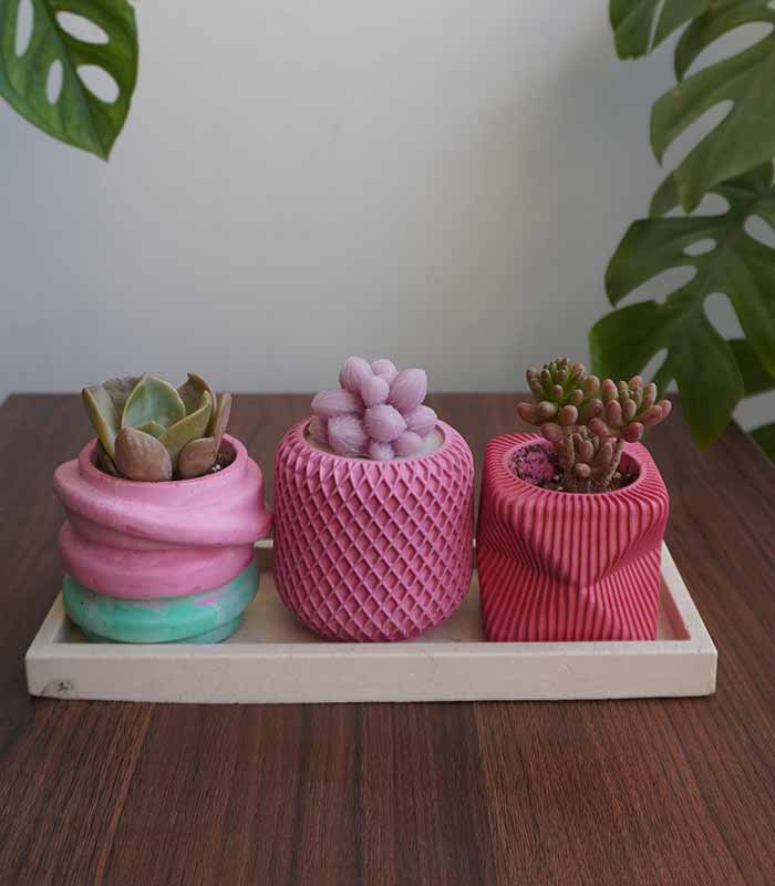 Succulent Value Set 1