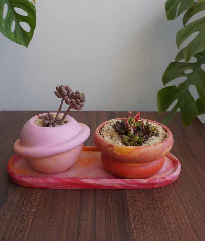 Succulent Value Set 2