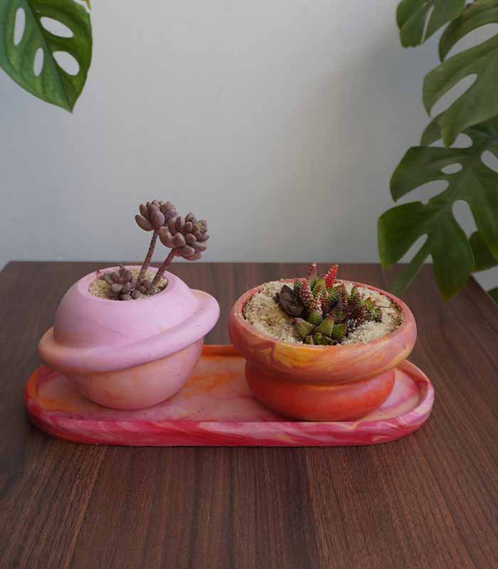 Succulent Value Set 2