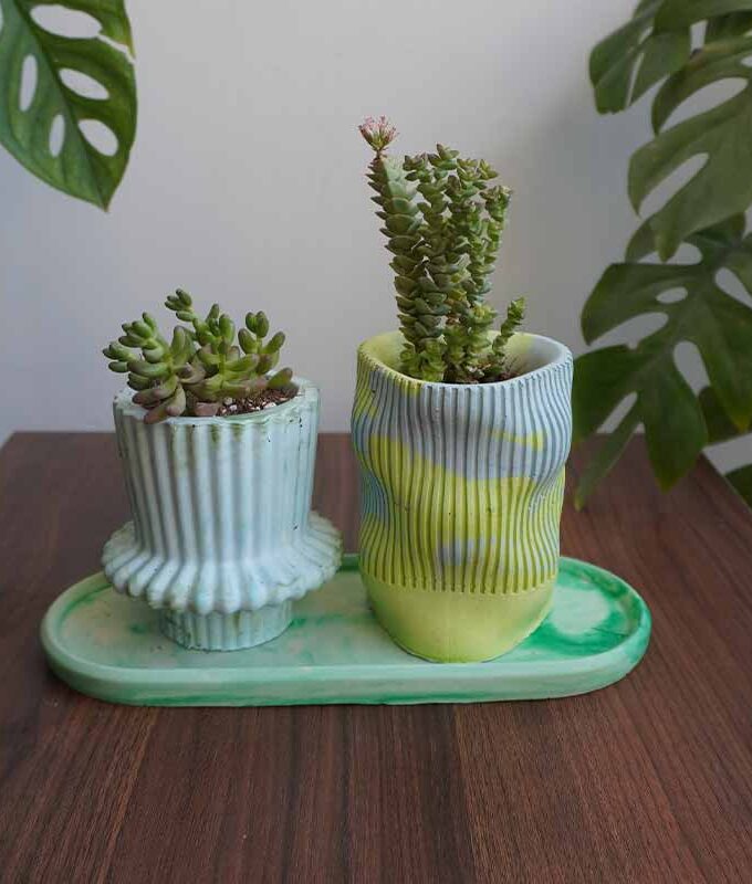 Succulent Value Set 3