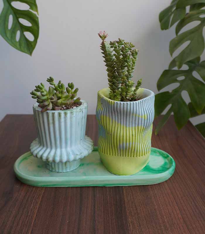 Succulent Value Set 3