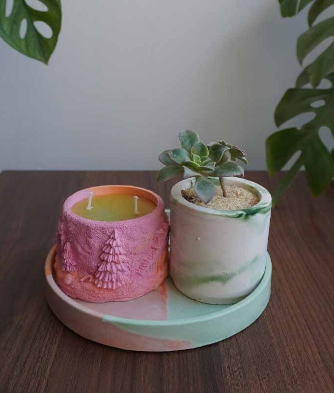 Succulent Value Set 4