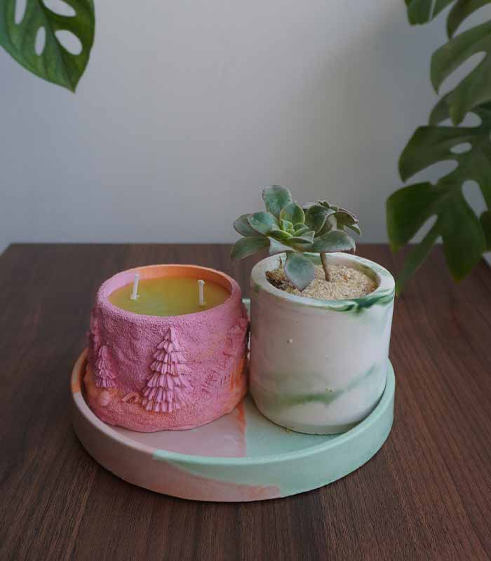 Succulent Value Set 4