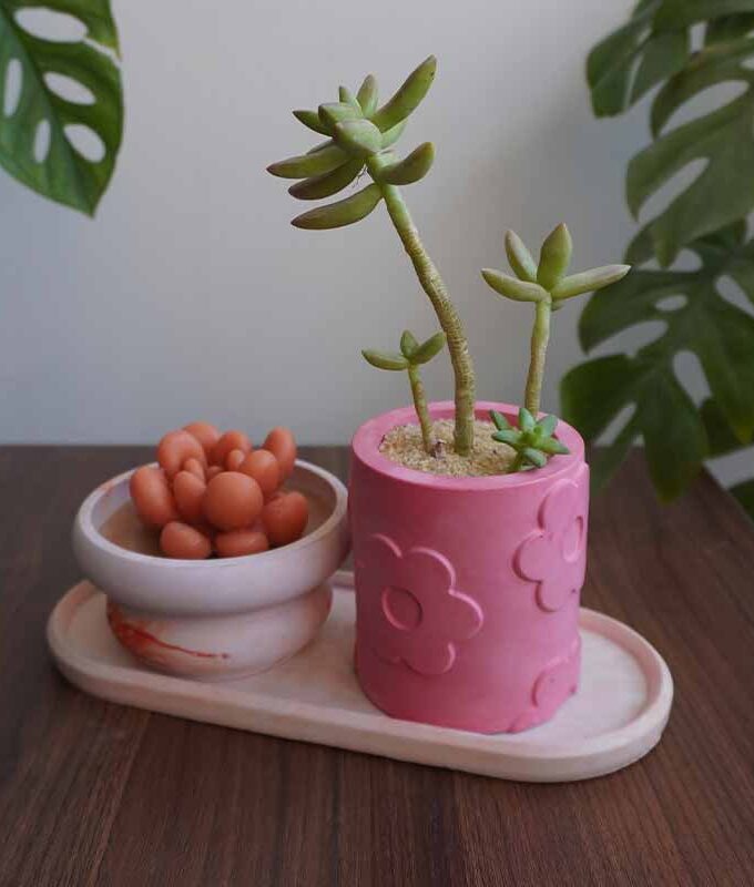 Succulent Value Set 5