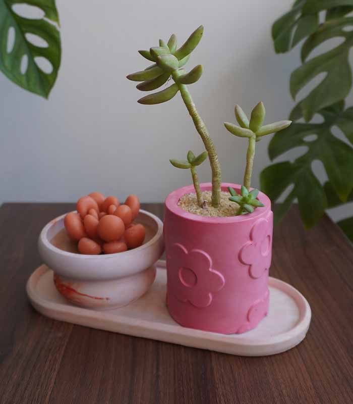 Succulent Value Set 5