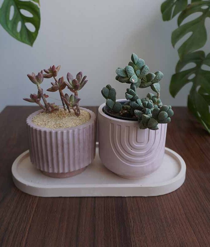 Succulent Value Set 6