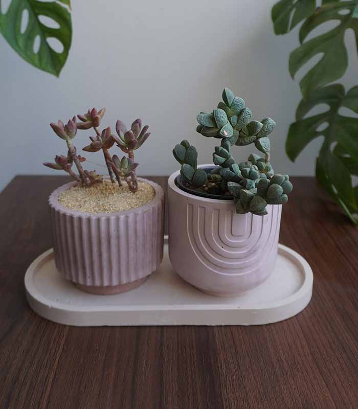 Succulent Value Set 6