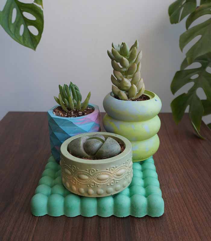 Succulent Value Set 7